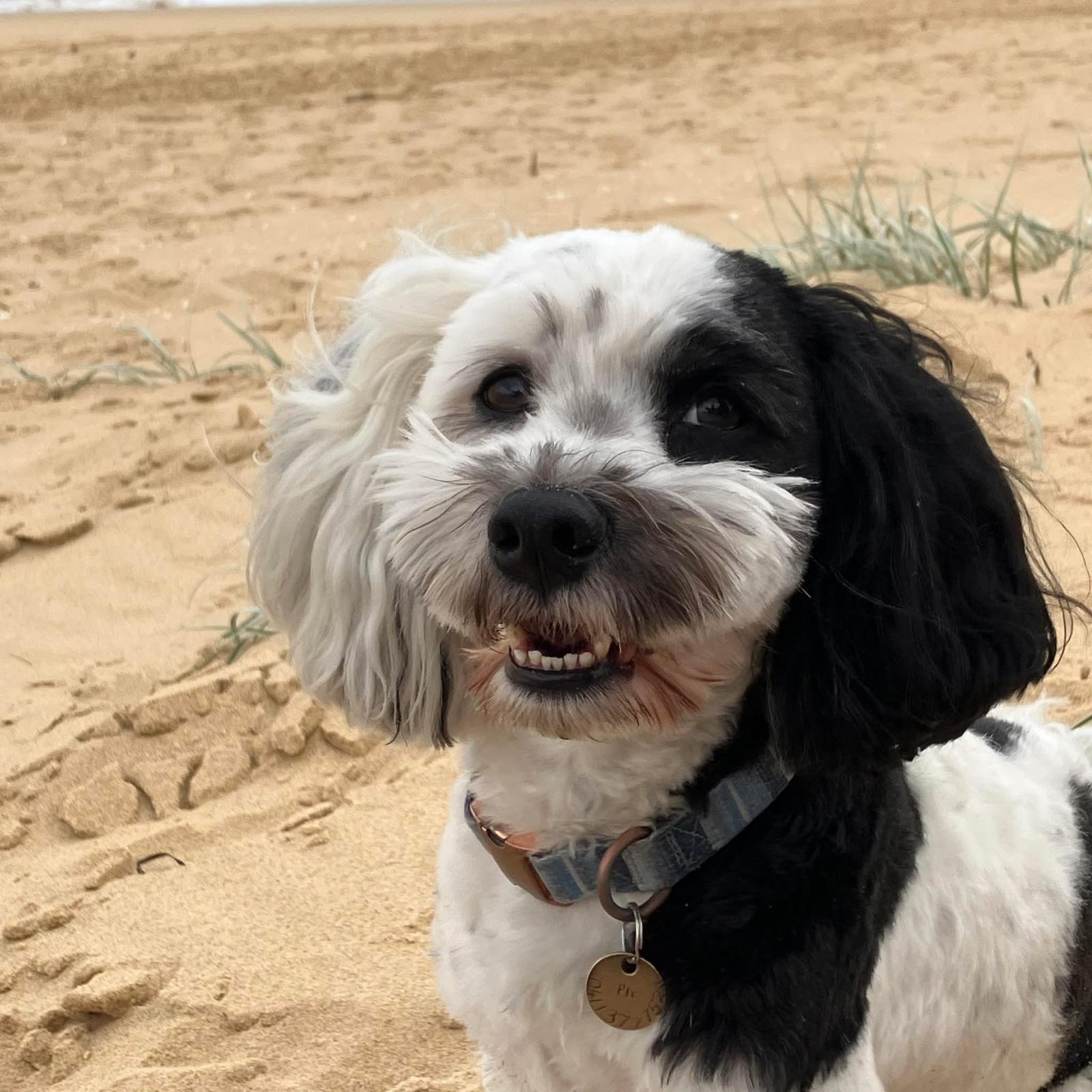 Stanley, MCR Wellbeing Centre's therapy dog