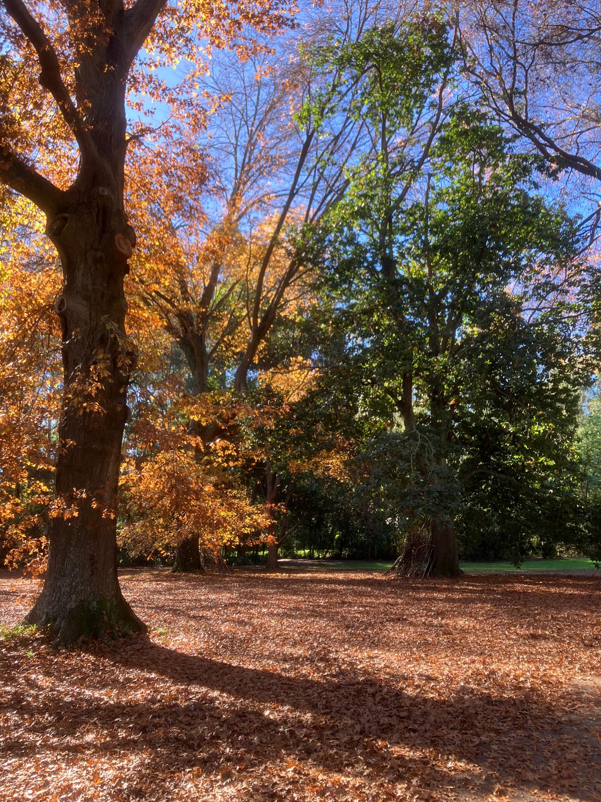 Autumn light beneath trees